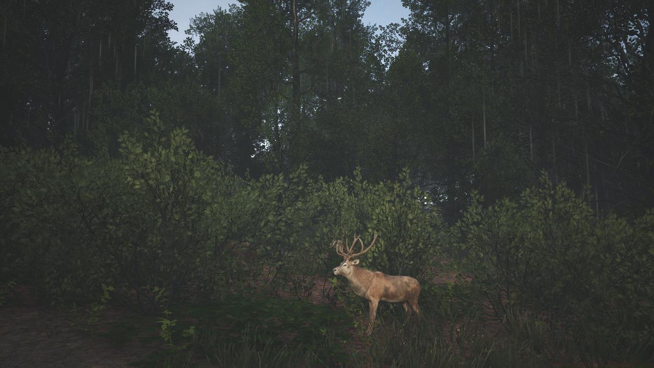 Meat: Protein for pros