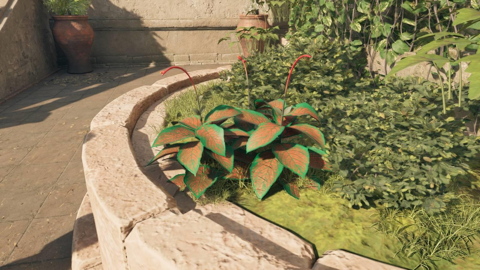 Paradisan Ladder, a plant used to upgrade weapons and armor, on a bed of grass in Avowed